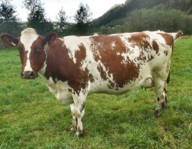 Photo of the mother of Norwegian Red sire12027 Storflor