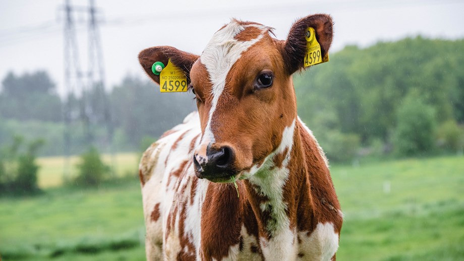 Norwegian Red Heifer