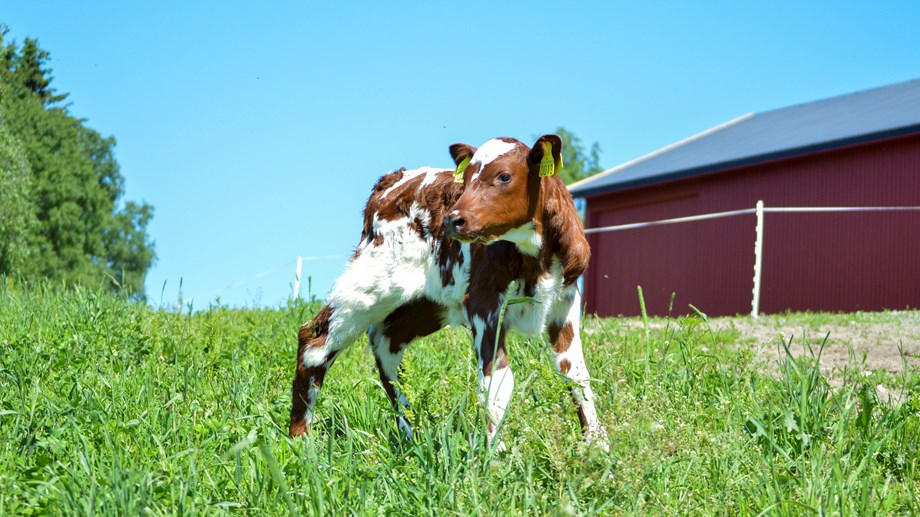 Photo of Norwegian Red calv on green grass