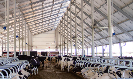 Milking robots, cooling fans and wide spaces for top cow welfare.&nbsp;