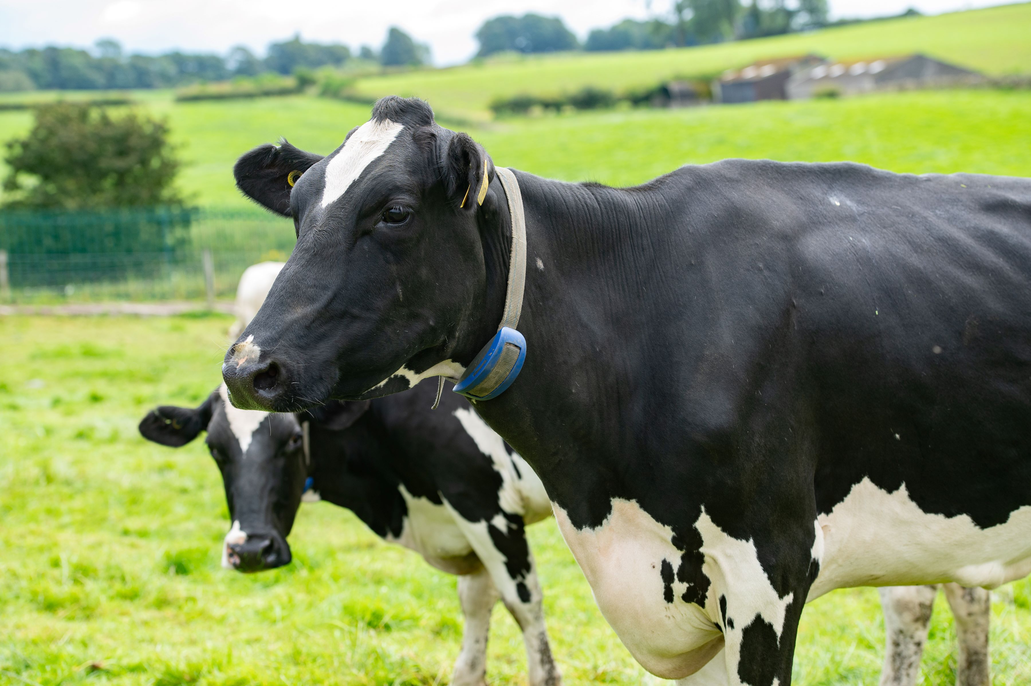 No 36 cow collars.jpg