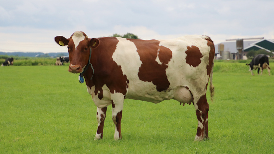 Photo of daughter of Norwegian Red bull 10795 Ho&oslash;en at Meuleman Dairy Farm.
