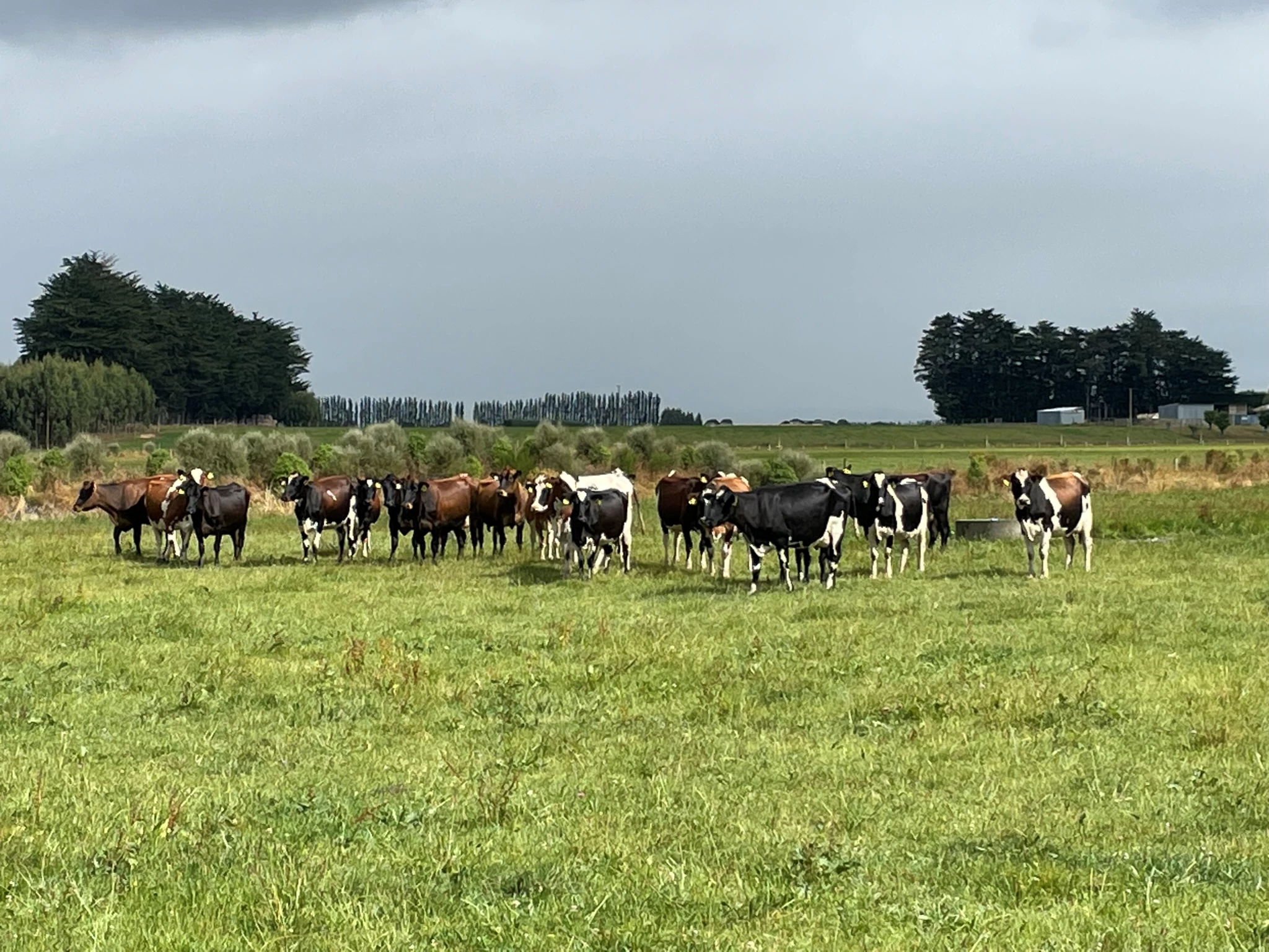 Bart Luitjen farm in Winton, Southlands, NZ. Photo: Knut Ingolf Dragset