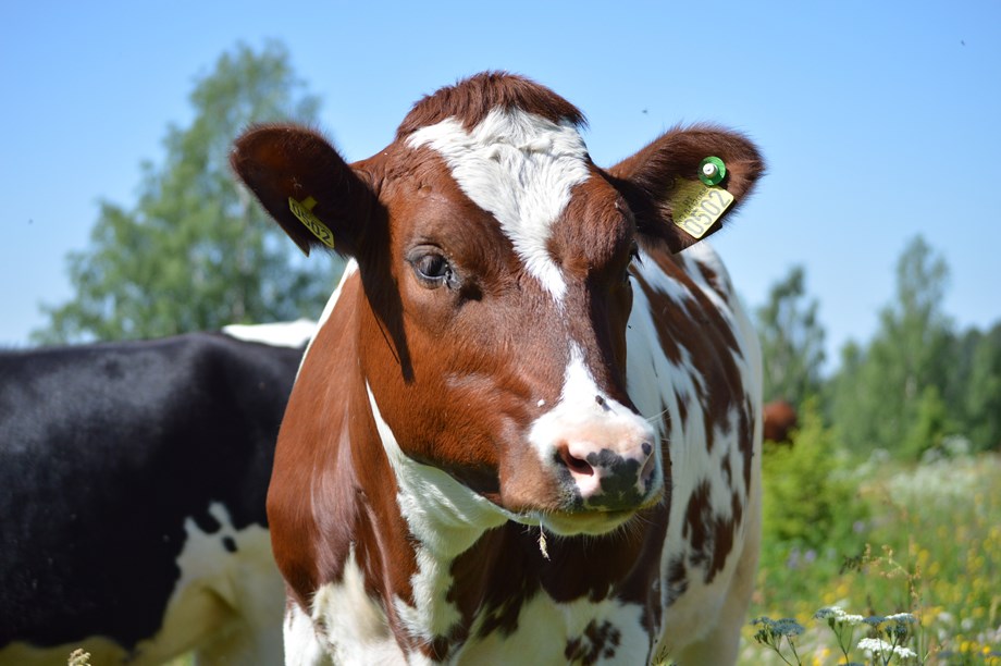 na zdjęciu krowa rasy norweskiej czerwonej