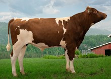 12446 NR Kleivahaugen-PP