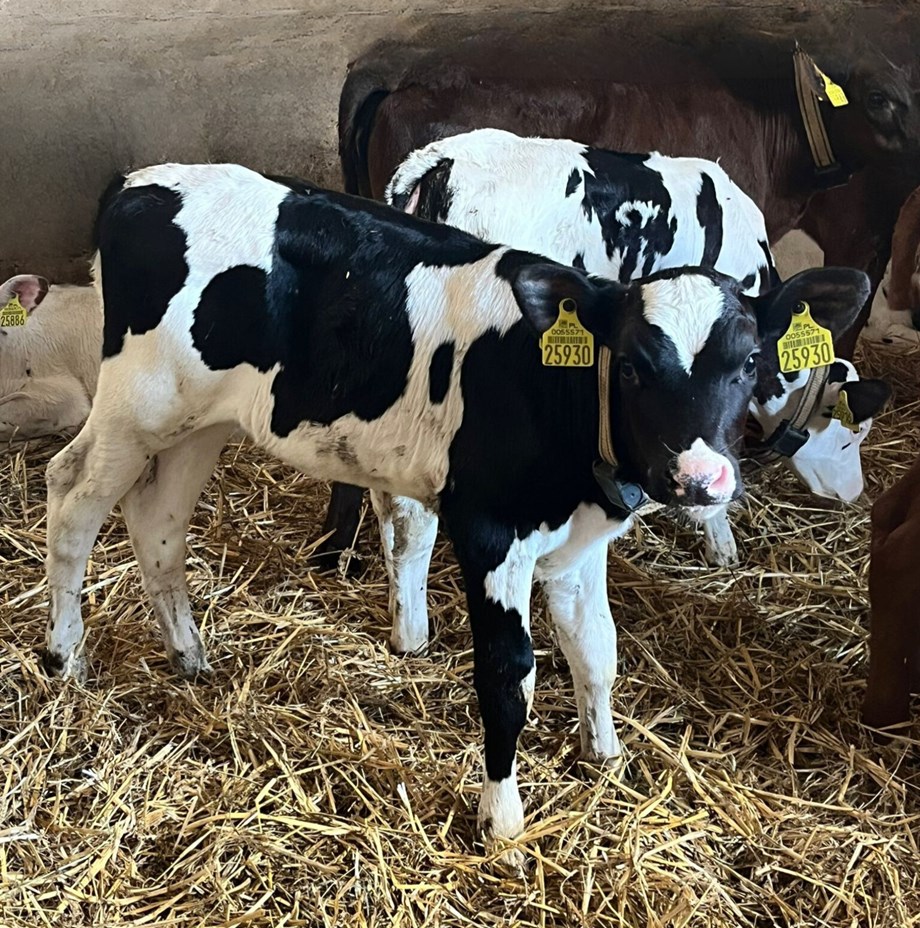 Cielaczek na zdjęciu 